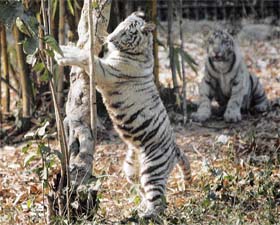 A white tiger cub plays as its sibling looks on at Delhi zoo