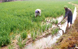 Farmers of Mirjapur village in Patiala district working at their wheat field on Wednesday.