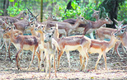A jampacked enclosure of Black Bucks in the deer park at Bir Talab near Bathinda
