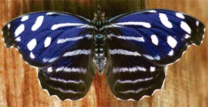 All five species of large blue butterflies in Europe engage in parasitism on red ants