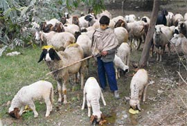 Grazing Time: On a sunny day, a young shepherd takes his flock for grazing in Karnal