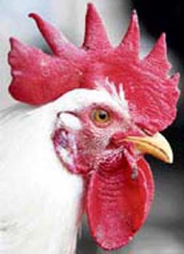 A rooster is seen at a market in Jammu. India began culling thousands of chickens on Monday and examining people for fever in a remote West Bengal village after preliminary tests on dead poultry showed they were infected with bird flu. 