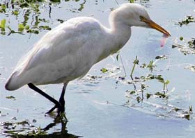 A heron on a lookout for its prey at the PAU agricultural farm in Ludhiana.
