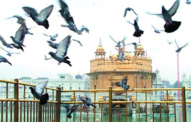 These peace messengers present a picturesque view at the Golden Temple on Tuesday afternoon. 