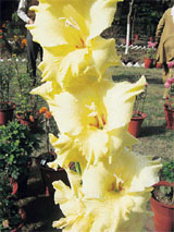 Flowers in the botanical garden of Haryana Agricultural University, Hisar
