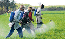 Workers spray the wheat crop in Chirao village, near Karnal