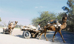 A pair of camel carts returns after work on the Assandh road near Karnal
