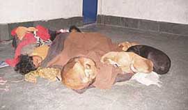 Cold brings man and beast together: These children and dogs were clicked sleeping together in a house near Mandi on Tuesday morning.