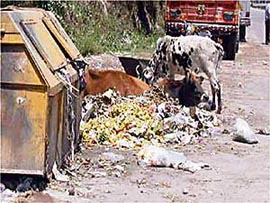 Stray animals rummage through a garbage dump at Palampur. Municipal officials are just not bothered to set things right and do something about removing such garbage dumps.
