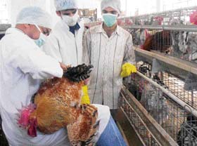 Although no case of bird flu has so far been detected in Himachal, extra cautious veterinary doctors take a blood sample for suspected virus at Him Hatchery, Sundernagar, on Wednesday. 