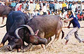 People watch a traditional buffalo fight in progress at Ahatguri on Wednesday. This age-old buffalo fight is organised on the occasion of the harvest festival "Bhogali Bihu" in Assam.
