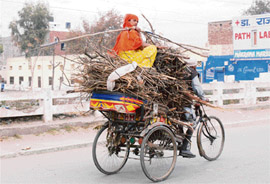 A girl sits atop a pile of twigs being transported in a rickshaw in Karnal on Thursday. 