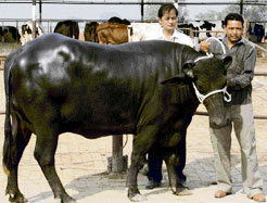 Dr Dalip K. Gosain, senior scientist of the NDRI (right), along with Rajpal on the latters dairy farm in Badsalo village in Karnal. Tribune photo: Ravi Kumar 