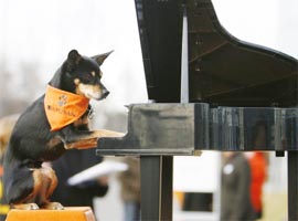 Pinscher crossbreed Milly poses on a mini-piano to promote the CACIB 2008 pedigree dog show in Nuremberg in southern Germany.