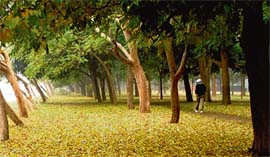 The ravages of winter? No, Nature’s arrangement. Fallen leaves these days carpet the roadside near Fitness Park in Sector 10, Chandigarh. Why do leaves fall in winter in such great numbers? If the leaves on deciduous trees did not fall, the water in the leaves would freeze, causing the cells in the leaf to burst. The fall is to protect the trees. Also, it makes the tree less heavy when coated with ice because of less surface area.