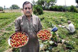 Strawberry grower Sham Singh shows the damaged crop in his field in Samba.