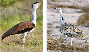 The great Indian bustard and the houbara are among the endangered bird species