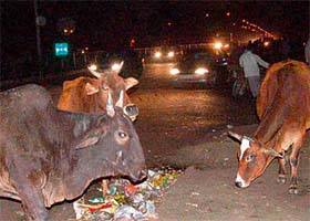 Stray cattle on the main road near Colony No. 5, Chandigarh