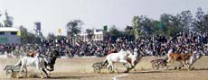 A bullock-cart race in progress at Gujjarwal Sports Stadium near Ahmedgarh on Sunday. 