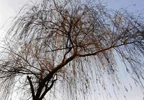 In sync with dull weather, the “weeping willow” presents the stark side of Nature.