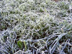 Frost on crops in Ludhiana on Tuesday. 