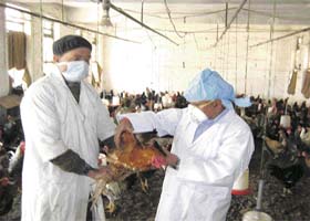 Veterinary staff inspect birds at Government Poultry Farm, Sundernagar