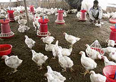 A worker feeds chickens at a poultry farm in Naxalbari, about 20 km from Siliguri, on Wednesday.