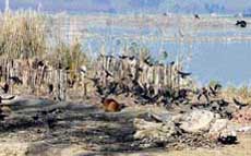 Hides drying up on the bank of the Sutlej canal on the outskirts of Ludhiana.