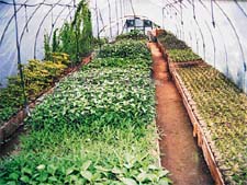 Medicinal plants being grown in a polyhouse by the Himalayan Research Group in Mandi for distribution among farmers.