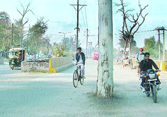 A tree stands in the middle of the road on the new bridge on the Kala Sanghian drain distributary in Jalandhar.