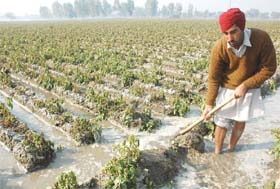 A farmer irrigating the potato fields in Nehianwala village near Bathinda