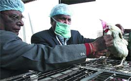 Doctors examine poultry for the infectious bird flu at Ghazipur Mandi in the Capital on Wednesday.