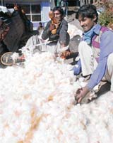With the sun shining bright, vendors are back ginning cotton in Shimla. 