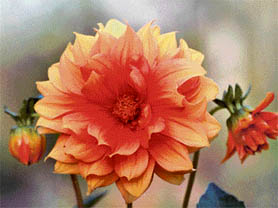 An orange dahlia in bloom