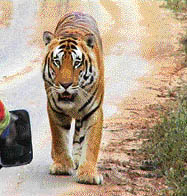 A still from Tiger  the Death Chronicles by Krishendo Ghosh, the Indian entry at the week-long festival which begins today