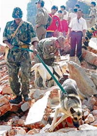 Security personnel use sniffer dogs to find survivors from the debris of the hotel that collapsed in Ahmedabad