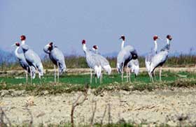Sarus cranes sauntering in the Nangal dam area. The Red Data Book  a compendium of species facing extinction  has put the bird in the vulnerable category.