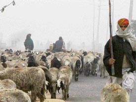 A shepherd with his animals on a foggy Wednesday morning in Gurgaon.