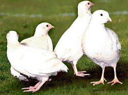 White quails developed by the Guru Angad Dev University of Veterinary Sciences in Ropar