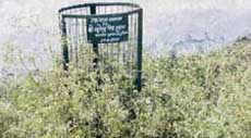 While the plant has withered away, the tree guard, too, is surrounded by wild growth on the Government College campus in Jhajjar.