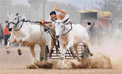 Bullock cart race in progress on the opening day of the Annual Sports Festival at Kila Raipur