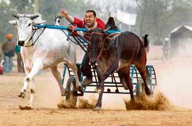 This time of the year, bullock-cart racing is the only real sport in this village of Ludhiana district... all others are mere games. 