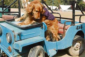 A dog tries to negotiate an obstacle as part of preparations for the forthcoming dog show in Leisure Valley, Chandigarh