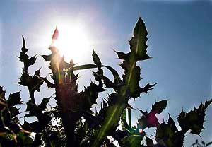After a week of severe cold, a bright and sunny day brings relief to residents of Ambala on Saturday.