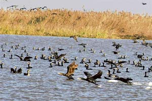 More than 210 avian species have been recorded at one time or another at the Harike wetland