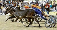 A bullock-cart race in progress on the concluding day of the annual sports festival at Kila Raipur on Sunday.