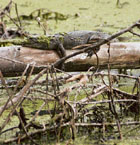 A crocodile at the breeding centre in Bhor Saidan village on the Kurukshetra-Pehowa road.