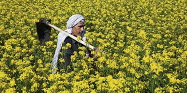 A farmer walks in his mustard fields in Amritsar on Monday. 