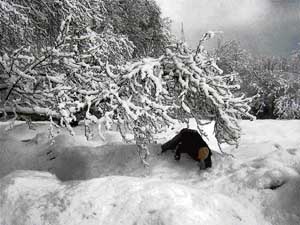 A man stumbles while ducking from the branches of a tree in Kupwara district of Kashmir on Tuesday. 