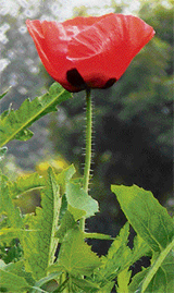 With the arrival of spring, nature seems to reveal its hidden treasures. A Tribune lensman captured this flower in full bloom in Ludhiana on Tuesday.